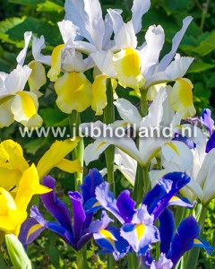 Iris hollandica mix.jpg